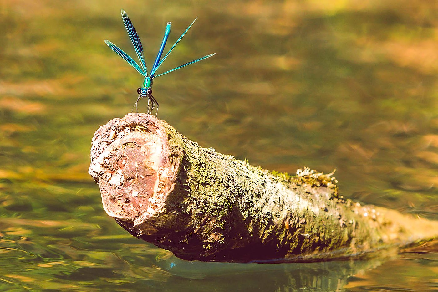 Caloptéryx posé sur une branche au-dessus de l’eau