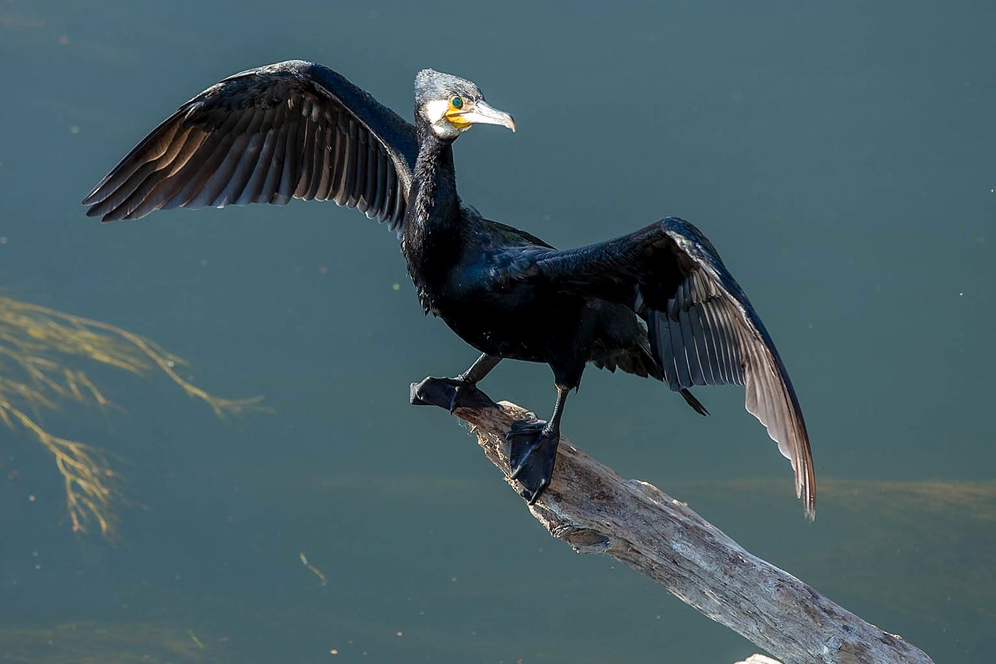Grand Cormoran sur une branche