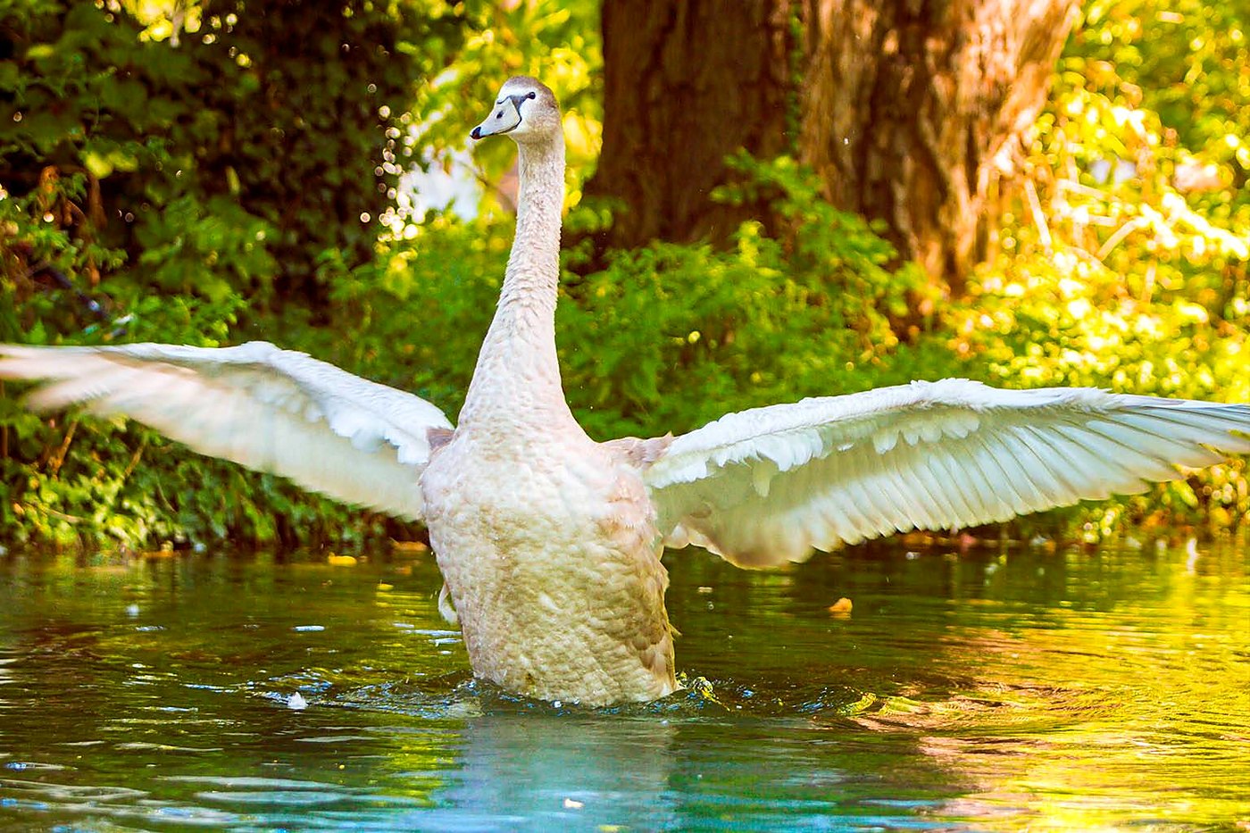 Cygne tuberculé sur l’Aar